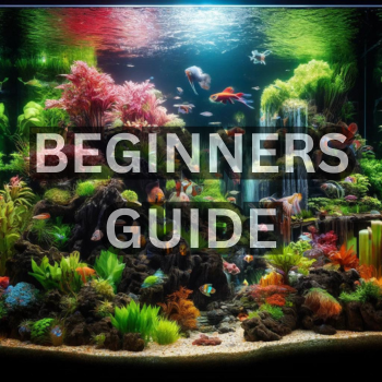 Beginners Guide to Fish Tanks