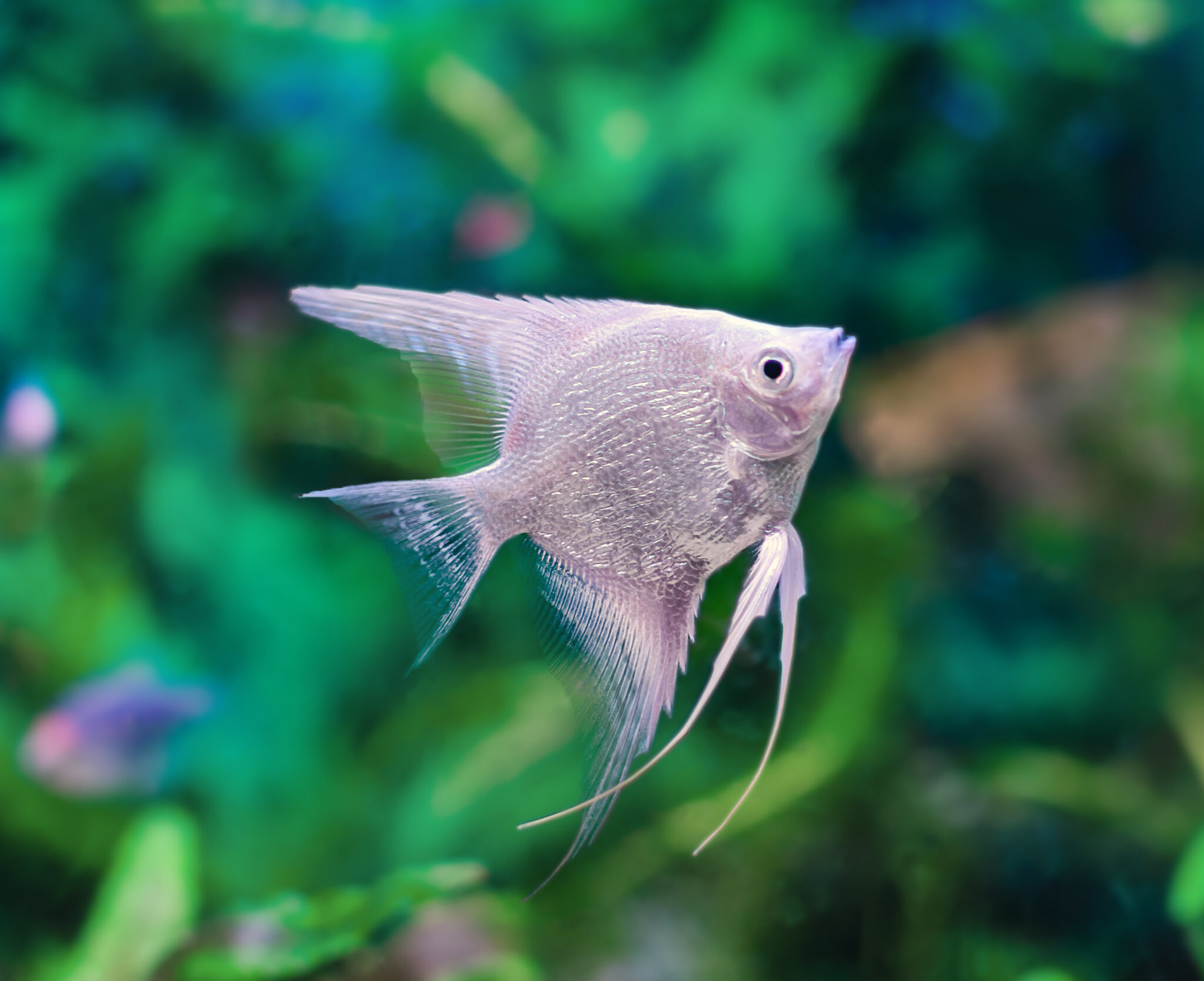 Transform Your 30 Gallon Fish Tank Best Centerpiece Fish & Community