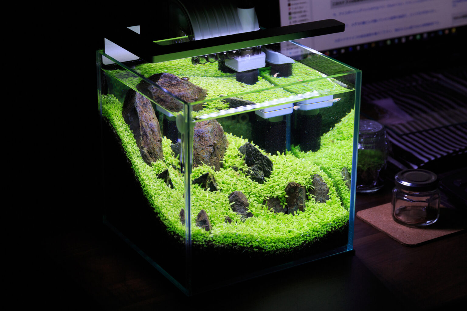 Transform Your 30 Gallon Fish Tank Best Centerpiece Fish & Community Combos My New Aquarium
