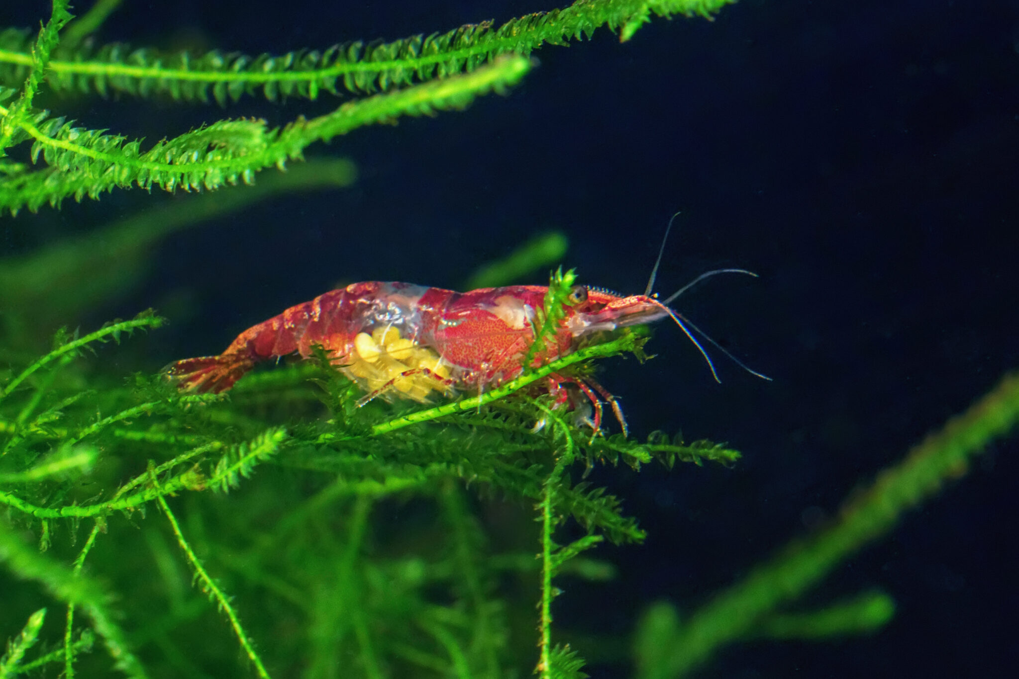 Photo inspiration: Visual Reference: 10 Low Maintenance Fish The Easiest Fish To Care For