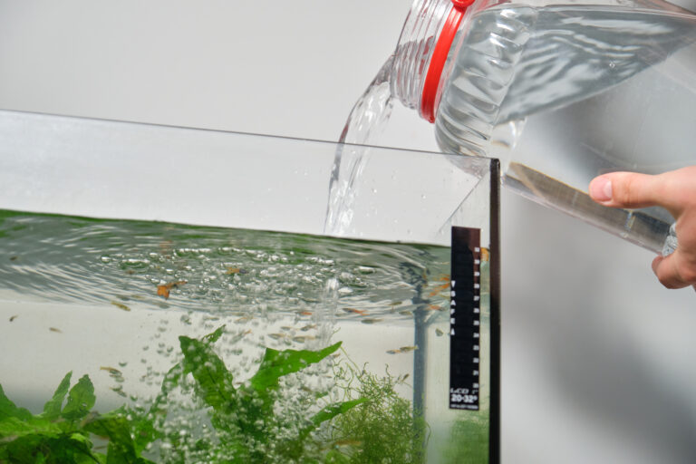 Picture of How Often to Change Fish Tank Water: Tips for Healthy Aquariums