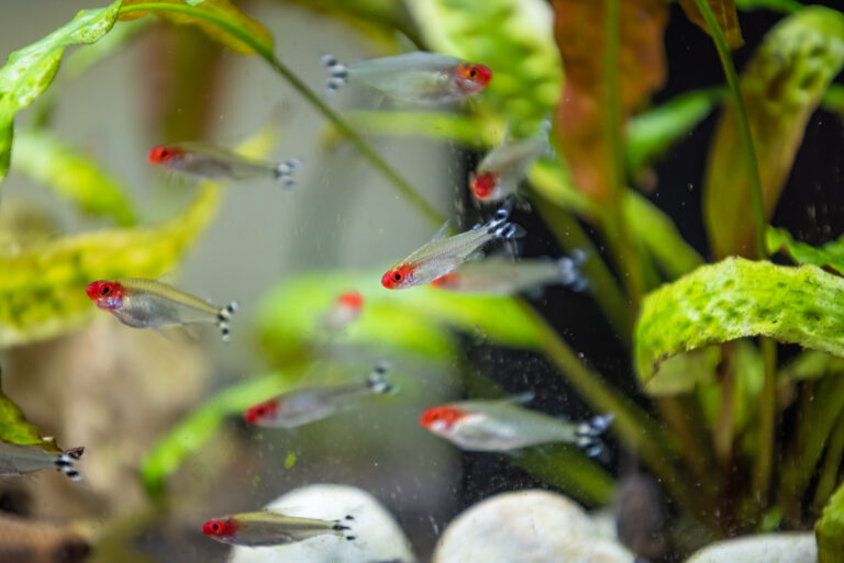 Top 5 Best Foods for Tetras: What to Feed and How Often