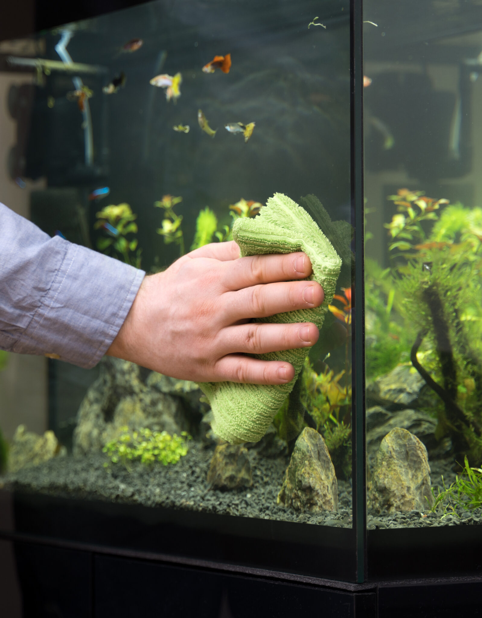How To Clean Aquarium Decorations