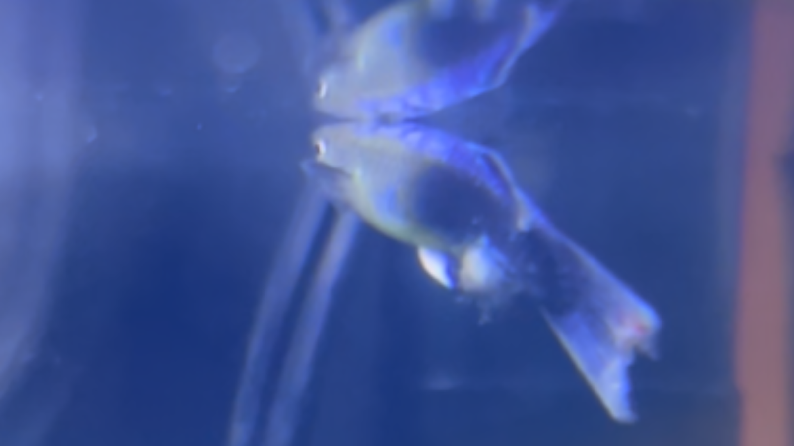 View of How to Treat White Spot Disease (Ich) in Your Aquarium