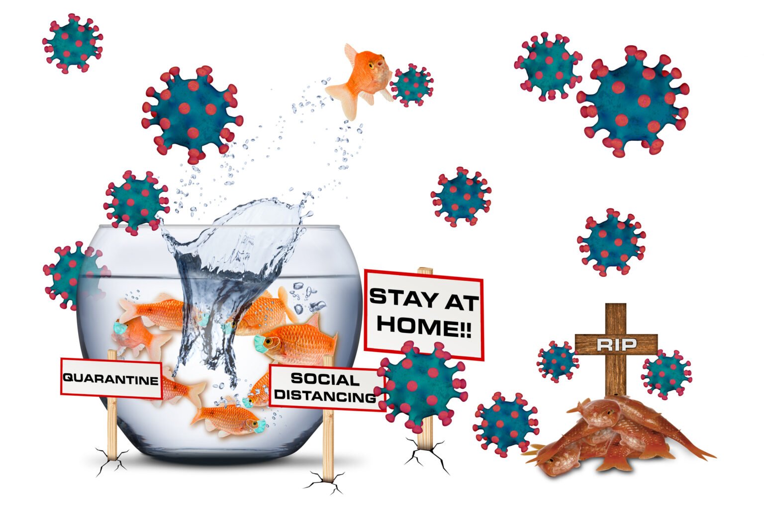 10 Low Maintenance Fish: The Easiest Fish to Care for in Your Aquarium ... - Fish That Won'T Fall Ill In A Well Maintained Aquarium